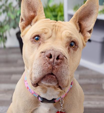 Short haired tan dog sitting in middle of living room