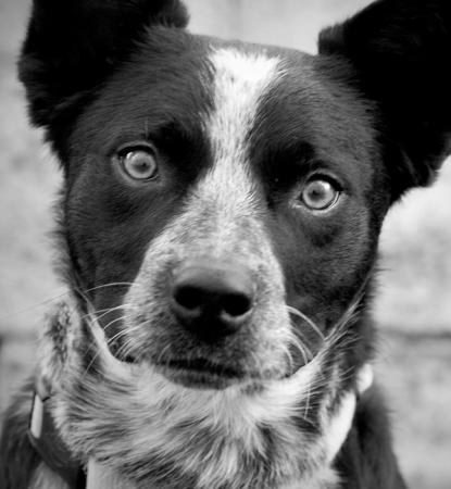 Large dog sitting next to wall