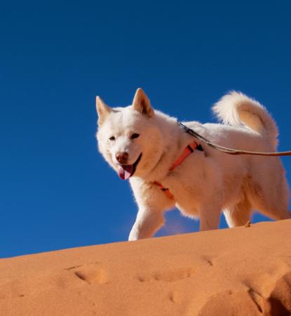Woman with white dog on sand dunes