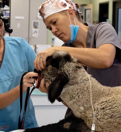 Veterinarians in clinic setting treating a sheep