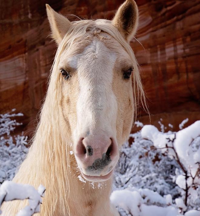 Light tan horse in snow by red rocks