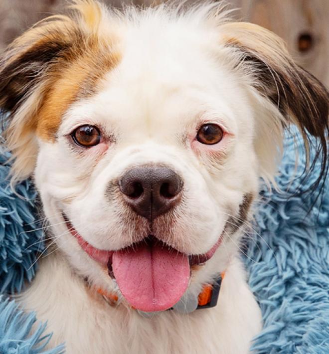 Happy brown and white dog with tongue out under a blue blanket