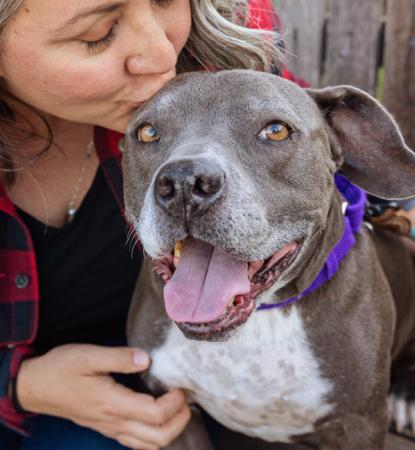 Person wearing red plaid shirt kissing the top of the head of a gray and white pit bull type dog