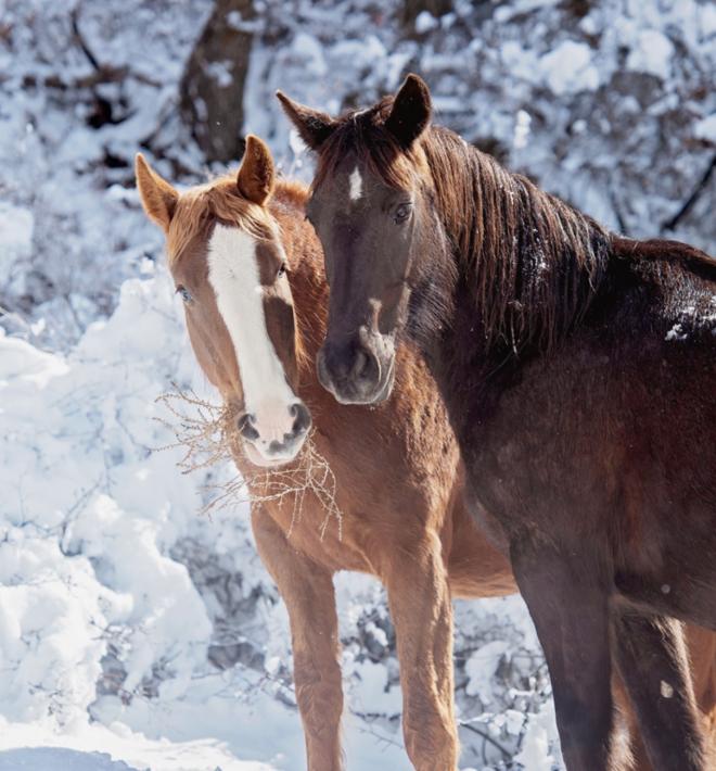 Two horses together outside in the snow