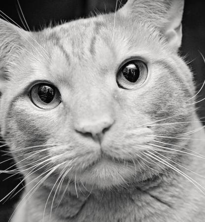black and white photo of cat