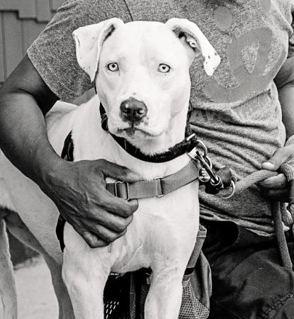 black and white photo of dog