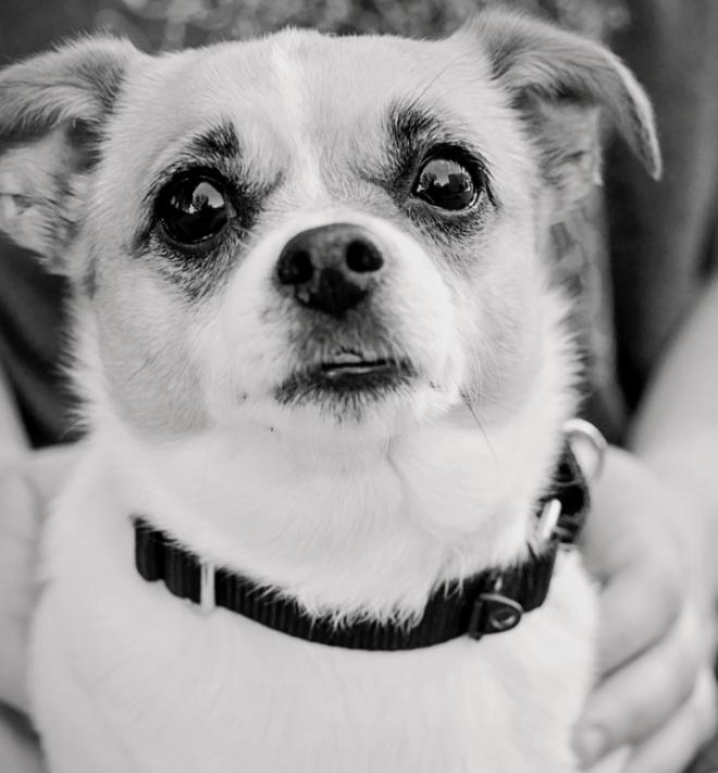 black and white photo of dog