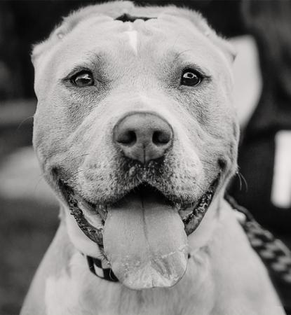 black and white photo of dog