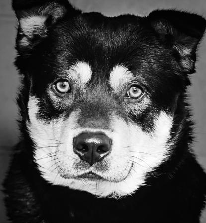 black and white photo of dog
