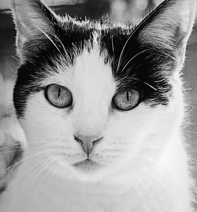 black and white photo of cat
