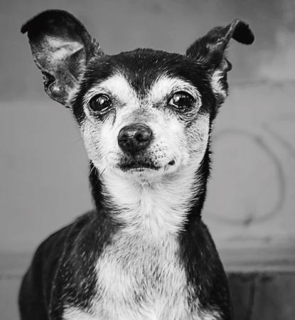 black and white photo of dog