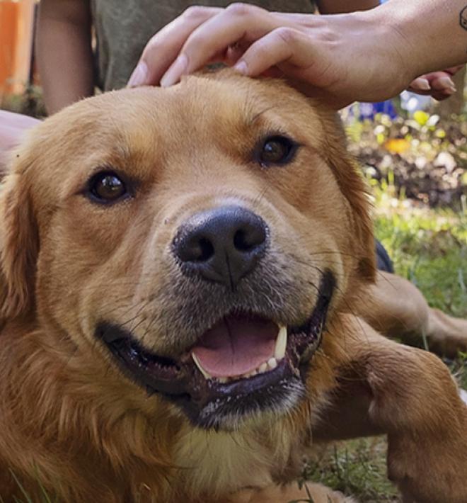 Medium size brown dog being petted by multiple people while lying in grass