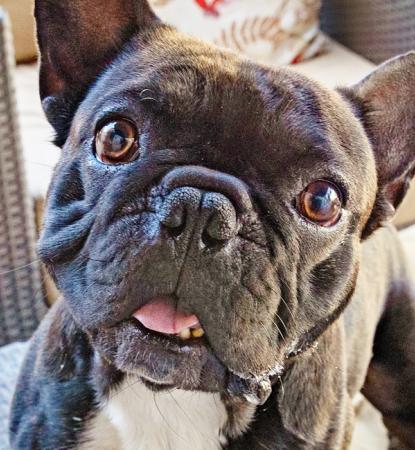 Black pug dog standing on ottoman