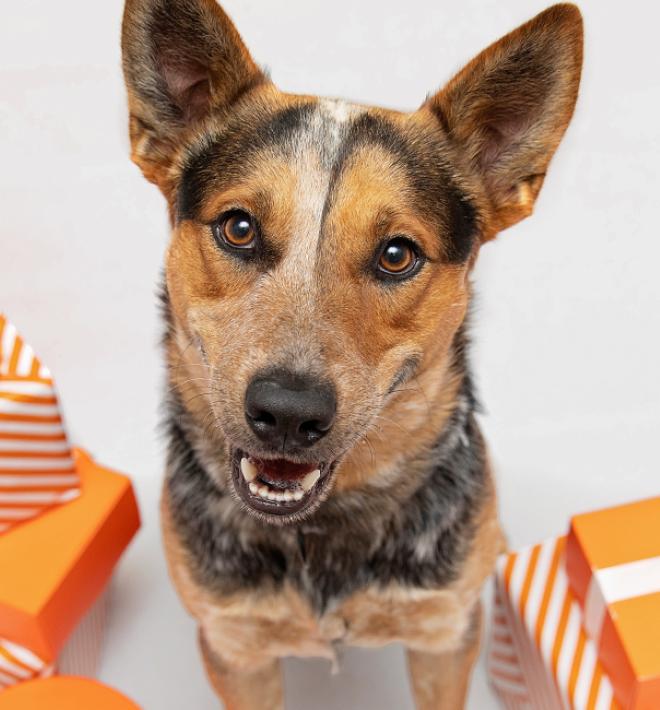 Heeler-type dog beside presents wrapped in orange and white paper