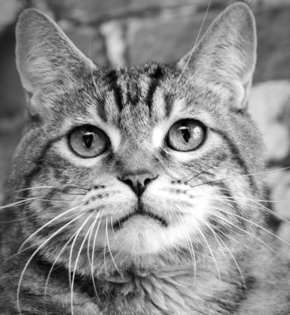 Tabby cat lying by brick wall