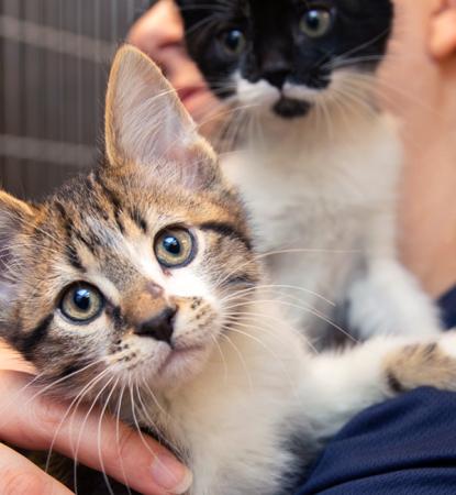 Person holding two tiny kittens in their arm in an animal shelter