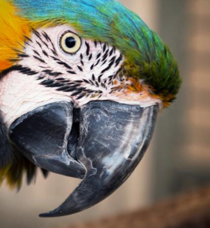 Parrot tilting its head while looking at a person
