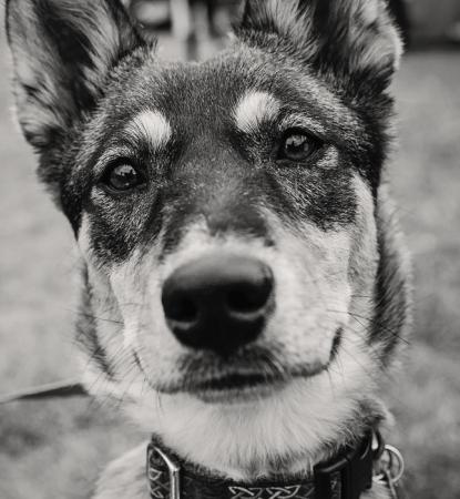 Black and white dog at adoption event