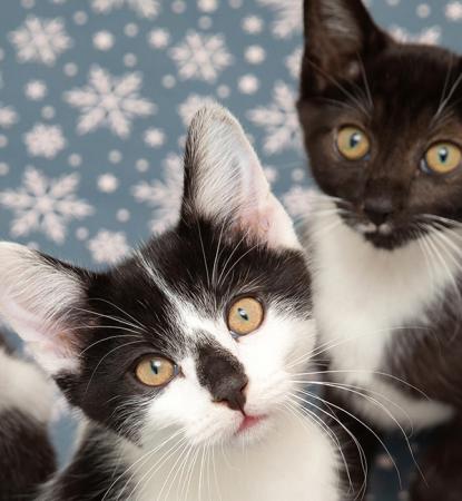 Three black and white kittens with a snowflake background