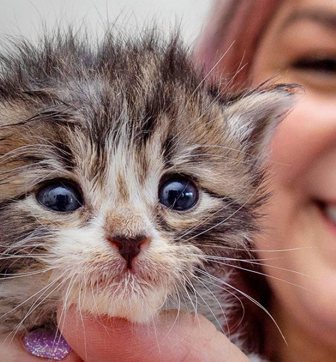 Smiling person holding a small kitten