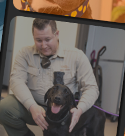 Collage of images of happy people with pets in blocks