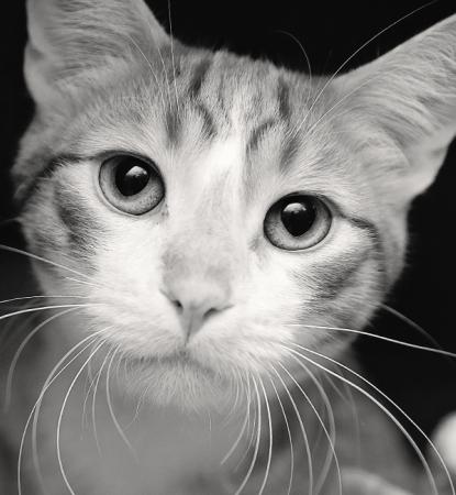 Tabby and white cat lying down