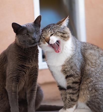 Two cats snuggling and one is smiling.