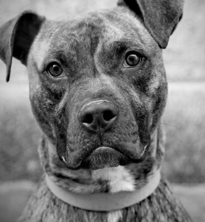 Large dog sitting by wall