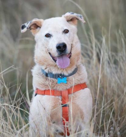 Smiling white dog in grass