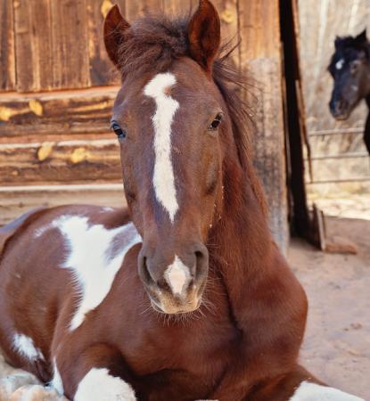 Brown and white horse lying next to barn with black horse in background