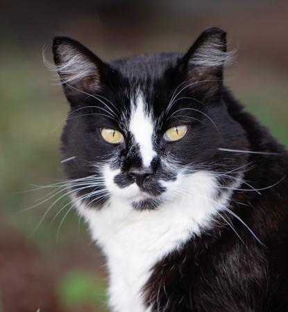 Cat outside in grass