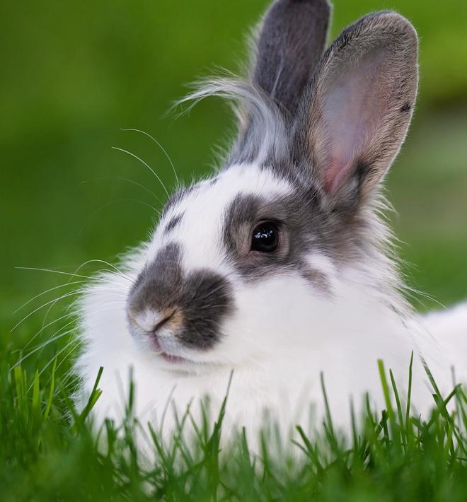 Grey and white bunny lying in grass