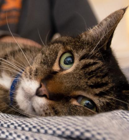 Tabby cat lying on bed being petted by person