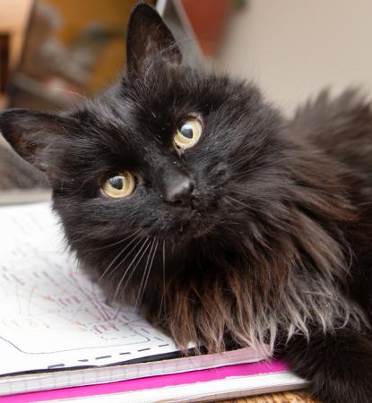 Cat laying on a pile of notebooks next to a person working on a computer