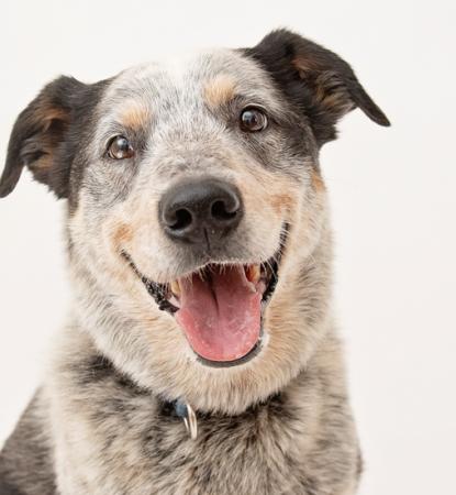 A smiling blue heeler mix dog with mouth open and tongue out