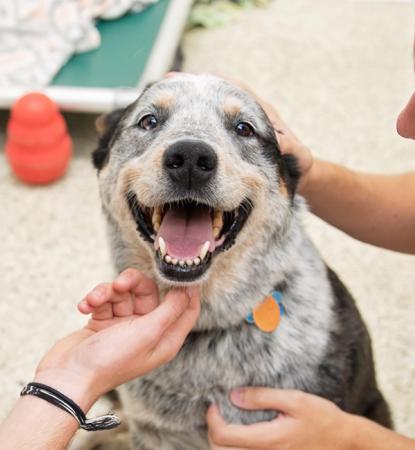 Happy heeler puppy being held by two people