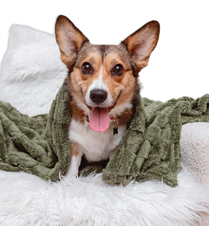 Corgi on a couch