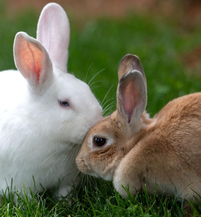 A pair of bonded bunnies in the green grass. One is white and one is brown.