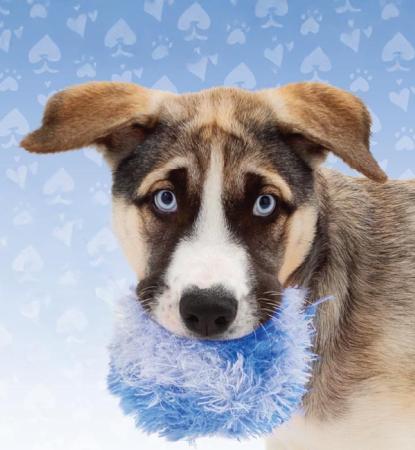 dog with fluffy blue ball in mouth