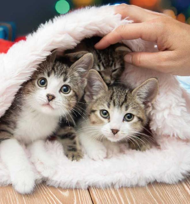 kittens in a santa hat