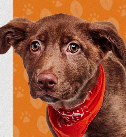 brown puppy with red bandana