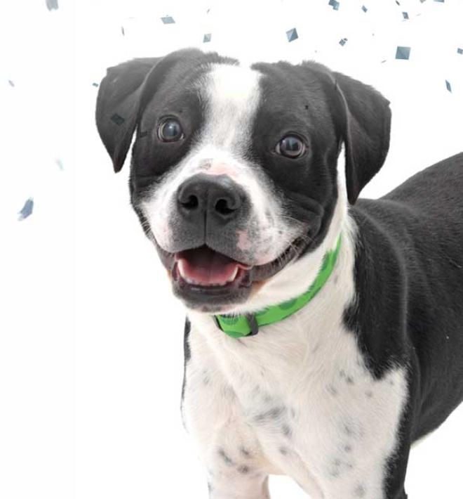 Black and white dog with confetti background