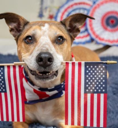 dog with American flags in mouth