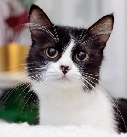 black and white kitten on white cat bed