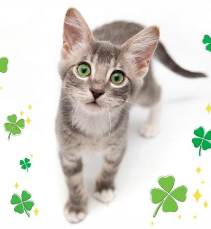 kitten surrounded by shamrocks