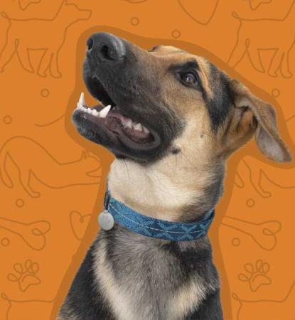 shepherd mix dog on orange background