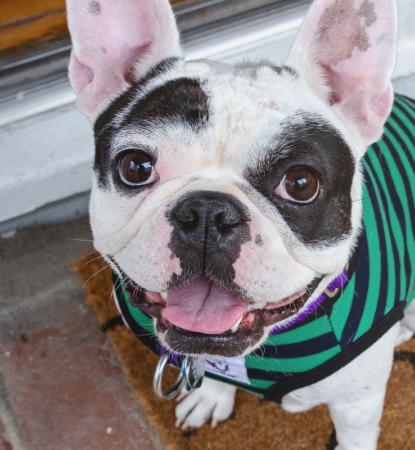 small white and black dog sitting on door mat at front door