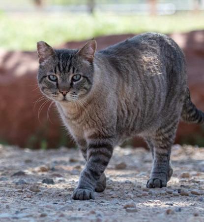 ear-tipped tabby cat outside