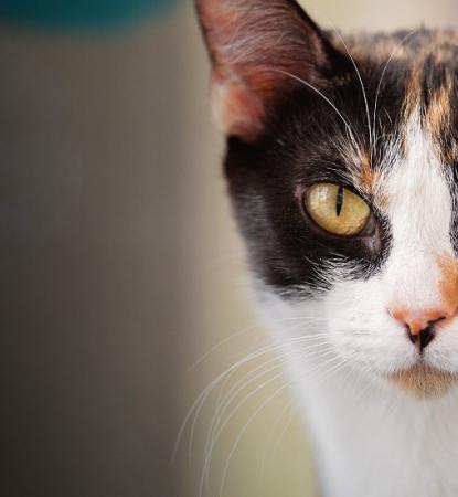 calico cat