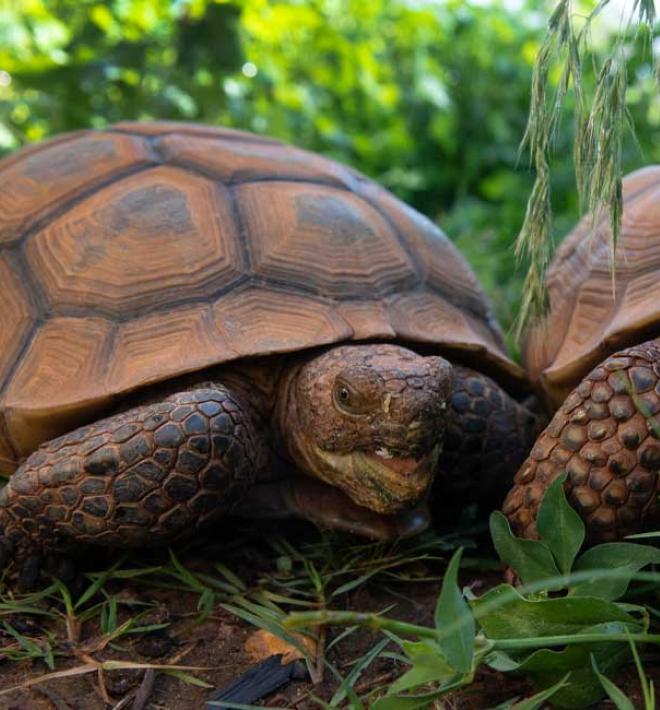 Desert tortoises native to Utah at Best Friends in Kanab